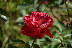 Rose Red Green leaves