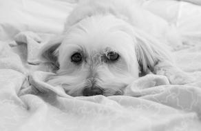 Dog Puppy Cute black and white