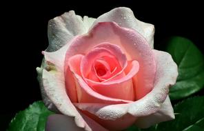 Rose Flower Petal pink green