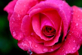 wet pink rose close up on blurred background