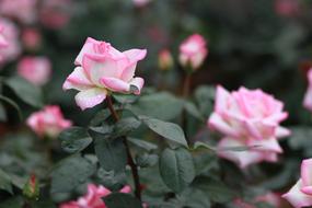 Flowers Nature pink green