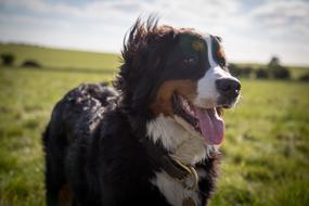 cute young bernese mountain dog outdoor