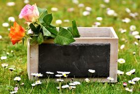 different roses in a wooden box on the grass