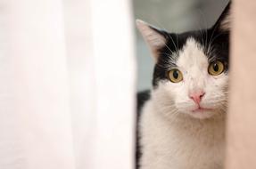 black white Cat looks through curtains