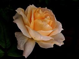 Flower Rose Tea orange