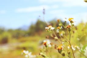 wild Flowers nature