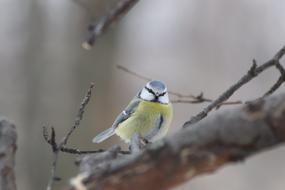 Bird Living Nature tree