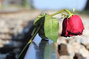 dried red rose on railroad tracks