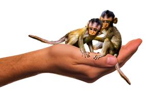 two monkeys on the hand as a photomontage