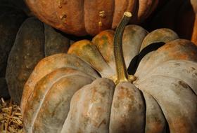 Pumpkins in stack, harvest