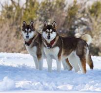 Dogs Snow Winter road