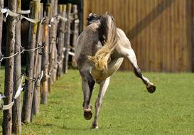 Beautiful, colorful and cute horse, running on the green grass meadow, in light