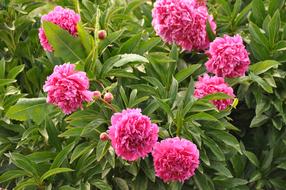 Close-up of the beautiful, blooming, pink peonies with green leaves, in the garden