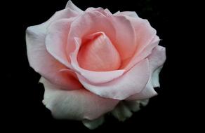 Close-up of the beautiful, pink, orange and white rose flower, at black background