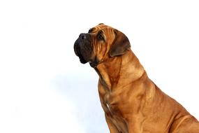 Beautiful, cute, brown dog, looking up at white background