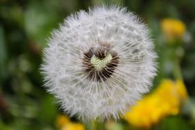 Close-up of the beautiful, white dandelion flower with the heart, at background with beautiful, yellow flowers