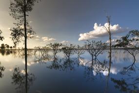 Sunset lake Tree clouds
