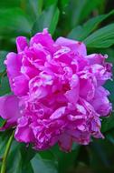 Close-up of the beautiful, blooming, pink and purple peony flower, among the green leaves