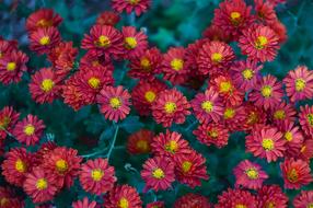 red autumn flowers as background