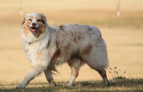 australian shepherd walking in the park