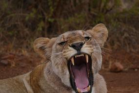 Africa Lion face