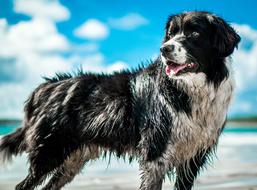 Dog Beach sea