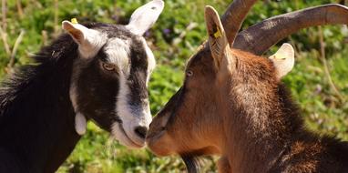 couple of goats in nature on a blurred background