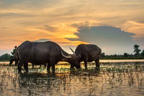 buffalo in the water at sunset in laos