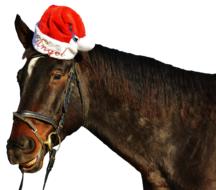 santa hat on Horse Laugh