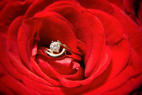 golden ring in Red Rose Flower