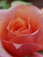 red pink rose close up on blurred background