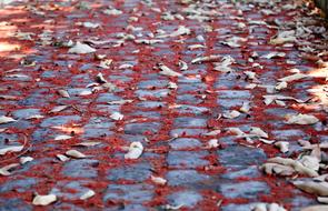 Leaves Fallen Orange red