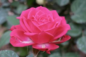 Flower Nature Plant pink