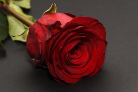 Red Rose Flower on grey surface