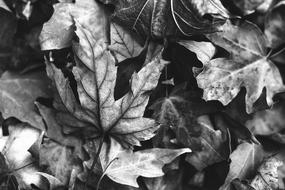 Autumn Leaves black and white