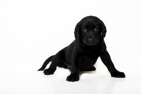 Beautiful and cute, black puppy, at white background, on clipart