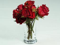 red roses in a glass