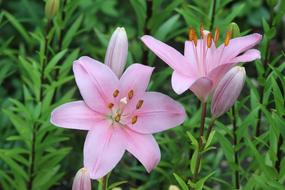 Nature Flower Plant pink
