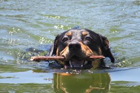 Cute and beautiful, black and brown dog, swimming in the water with branch