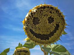 Sunflower Laugh Face blue sky
