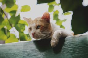 Cat Roof Cute red