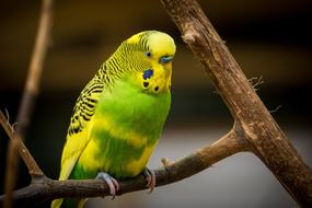 Animal Avian Bird green yellow