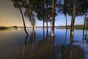 trees in calm water at dusk