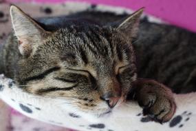 Portrait of the cute, colorful and beautiful cat, laying on the colorful bed