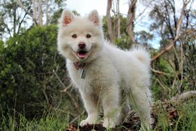 white Happy Dog Animal