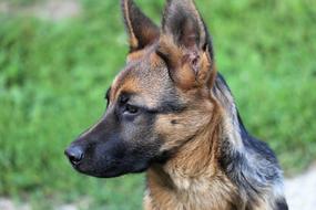 Beautiful and cute, brown and black young German Shepherd, near the green grass field