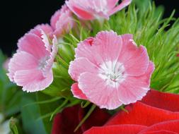 perennial Carnation flowers close up