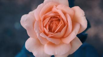 pastel rose close up on blurred background