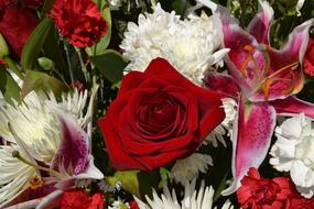 Flowers red white Summer