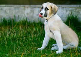 Dog and green grass